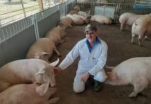 Ean Pollard and his pigs.