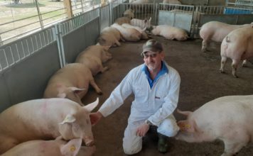 Ean Pollard and his pigs.
