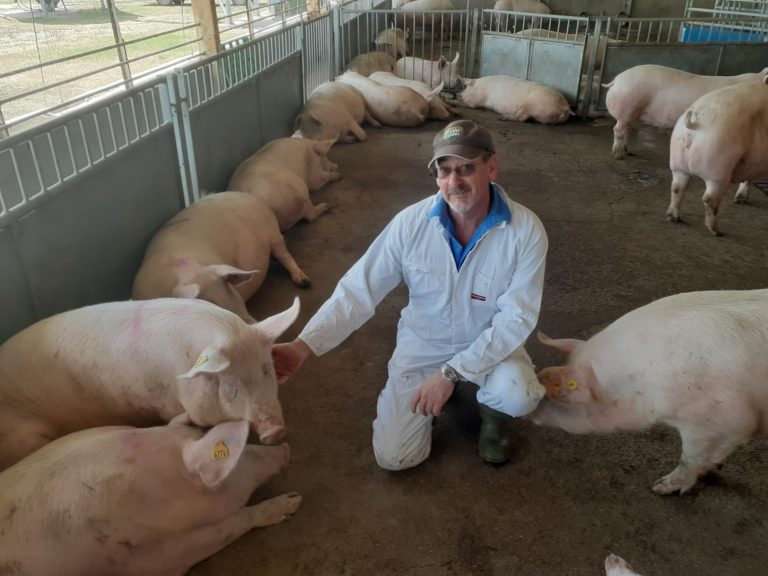 Ean Pollard and his pigs.
