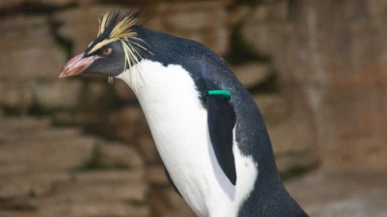 Podcast: Mr. Penguin