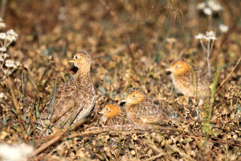 Tiny solar backpacks help 60 million-year-old Australian bird evade extinction