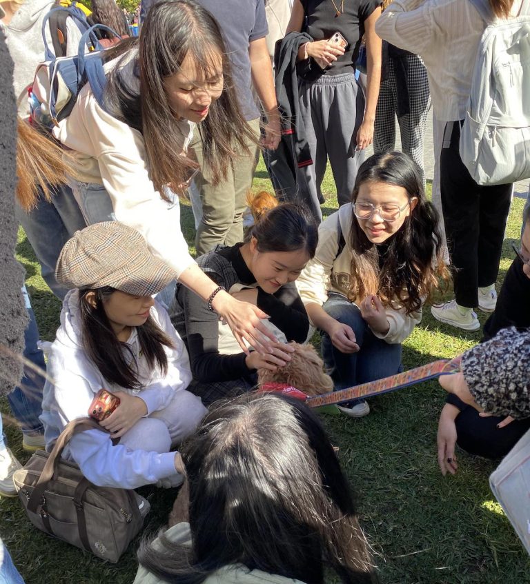 Sydney Uni dog therapy eases mid-semester stress